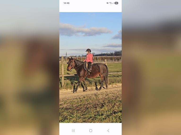 Altre razze Castrone 6 Anni 148 cm Baio scuro in Oberteuringen