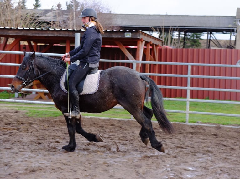Altre razze Mix Castrone 6 Anni 148 cm Falbo baio in Buttstädt
