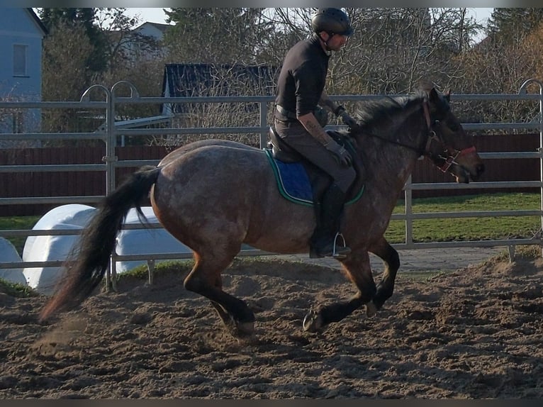 Altre razze Castrone 6 Anni 148 cm Grigio rossastro in Buttstädt