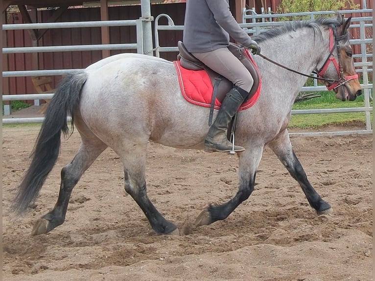 Altre razze Castrone 6 Anni 148 cm Grigio rossastro in Buttstädt