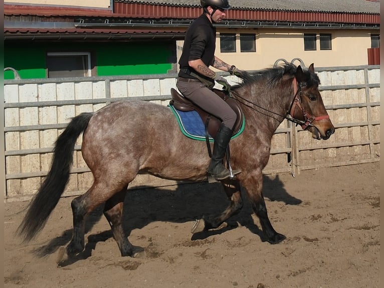 Altre razze Castrone 6 Anni 148 cm Roano rosso in Buttsädt