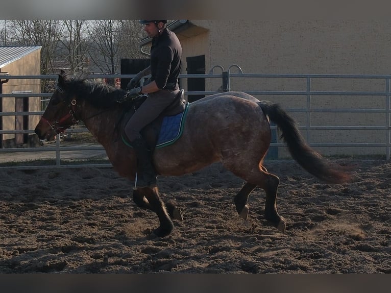 Altre razze Castrone 6 Anni 148 cm Roano rosso in Buttstädt