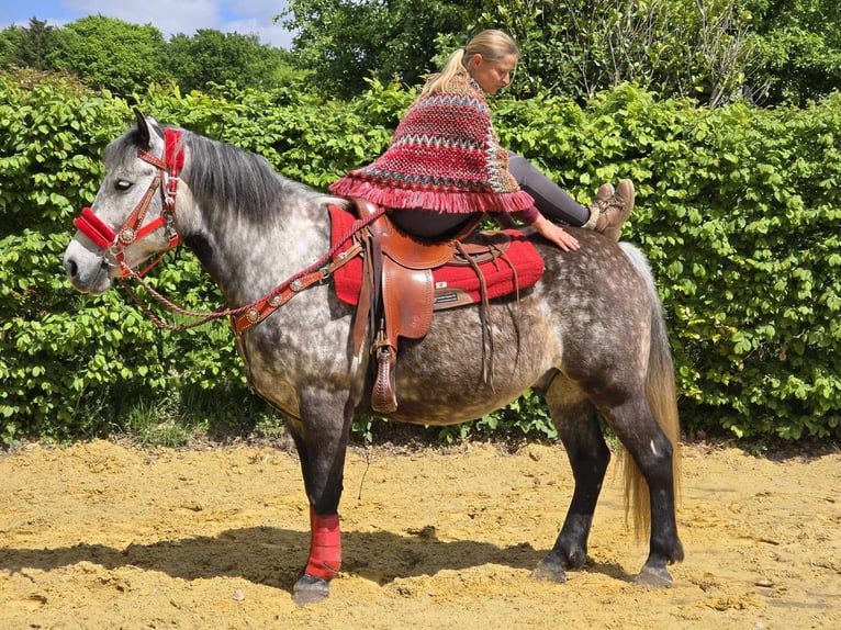 Altre razze Castrone 6 Anni 150 cm Grigio pezzato in Linkenbach
