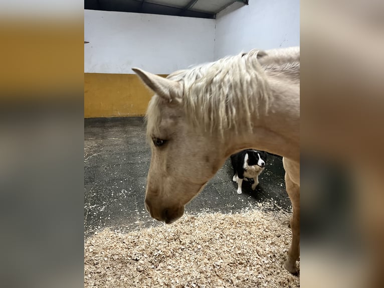 Altre razze Mix Castrone 6 Anni 150 cm Palomino in Malaga
