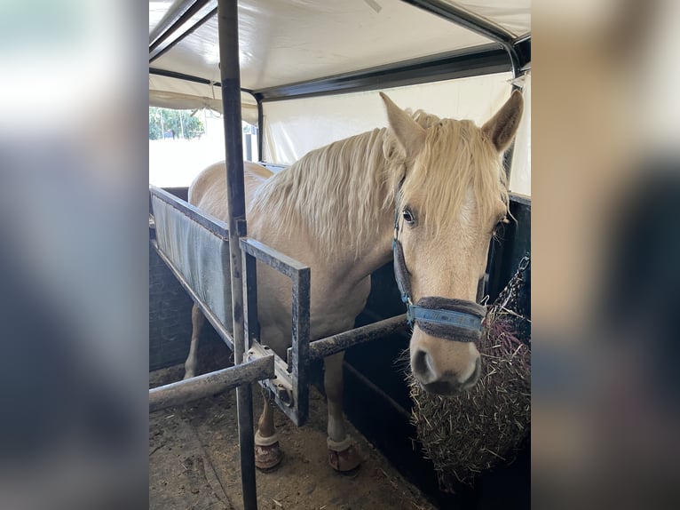 Altre razze Mix Castrone 6 Anni 150 cm Palomino in Malaga