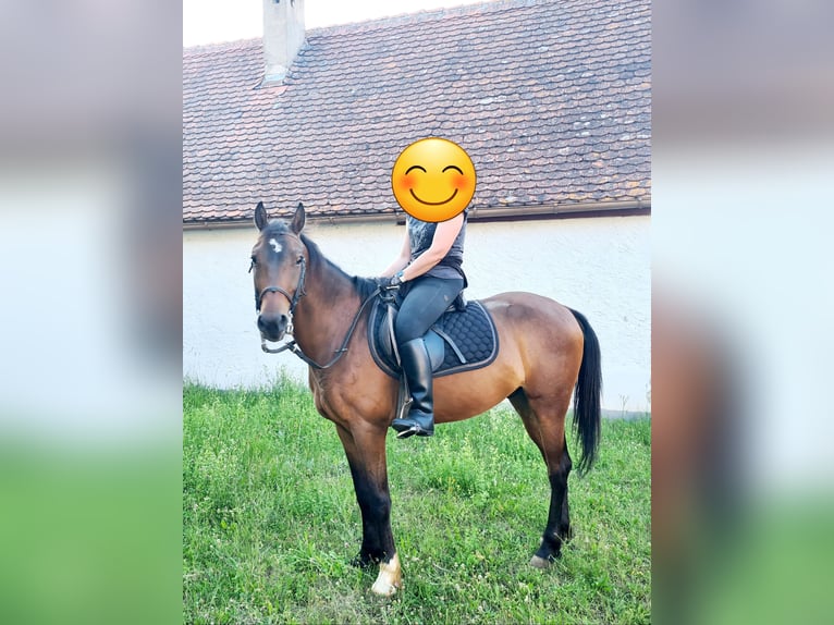 Altre razze Castrone 6 Anni 152 cm Baio in Leutershausen
