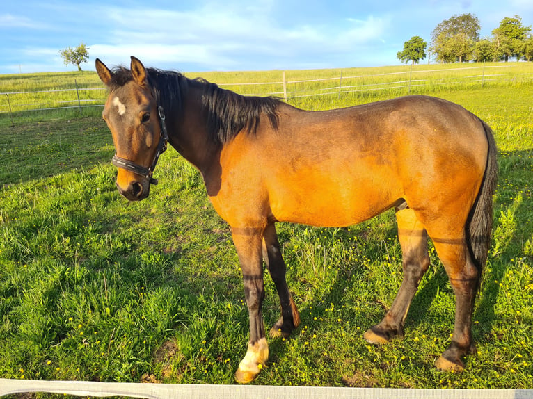 Altre razze Castrone 6 Anni 152 cm Baio in Leutershausen