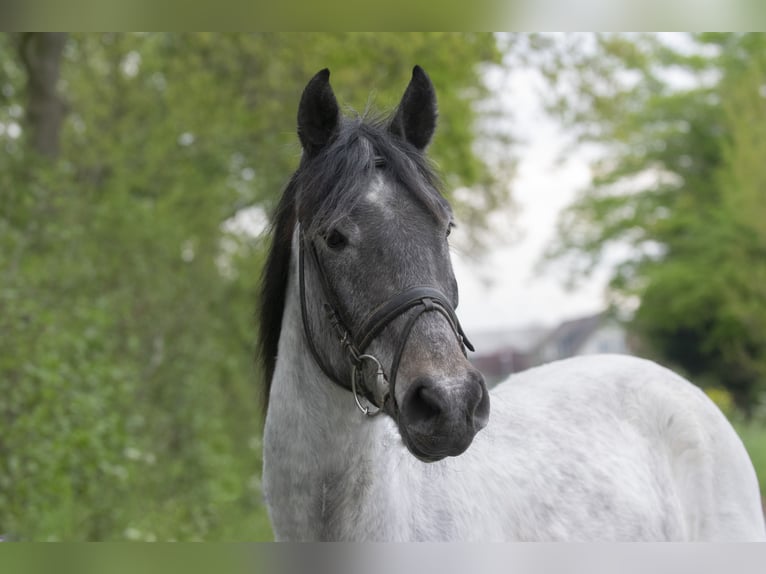 Altre razze Castrone 6 Anni 153 cm in Middelharnis