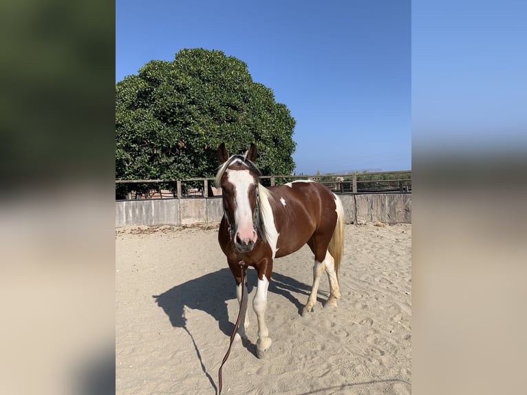 Altre razze Castrone 6 Anni 153 cm Pezzato in Kreta