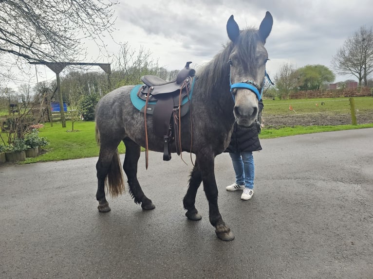 Altre razze Castrone 6 Anni 155 cm Grigio pezzato in Rieste