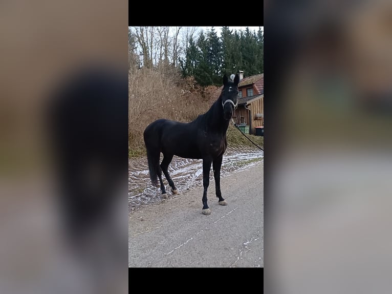 Altre razze Castrone 6 Anni 155 cm Morello in Schleißheim