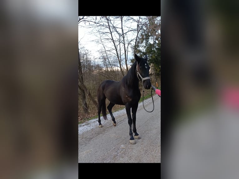 Altre razze Castrone 6 Anni 155 cm Morello in Schleißheim