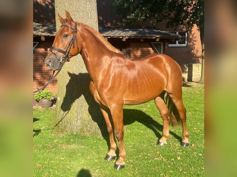 Altre razze Castrone 6 Anni 155 cm Sauro in Hopsten