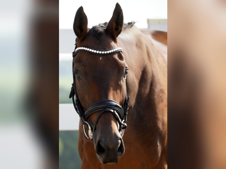 Altre razze Castrone 6 Anni 156 cm Baio in Nettersheim