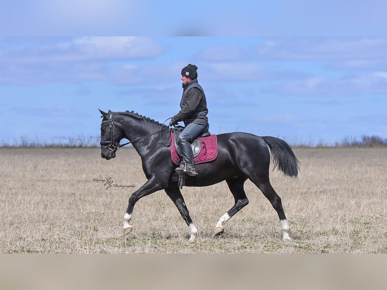 Altre razze Castrone 6 Anni 157 cm Morello in Fairbank, IA