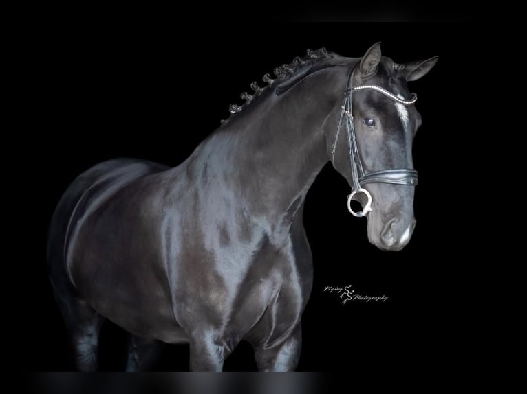 Altre razze Castrone 6 Anni 157 cm Morello in Fairbank, IA