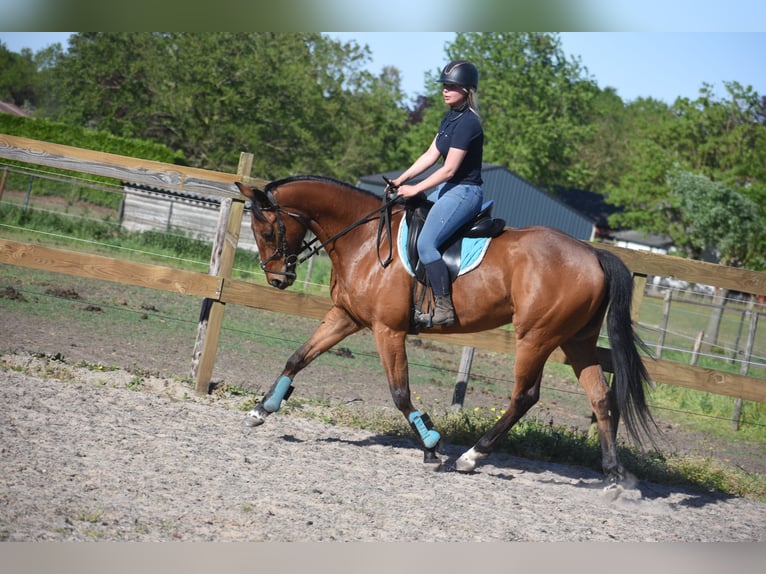 Altre razze Castrone 6 Anni 158 cm Baio in Achtmaal