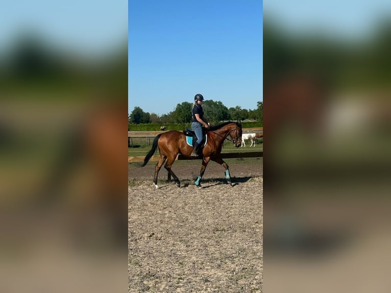 Altre razze Castrone 6 Anni 158 cm Baio in Achtmaal