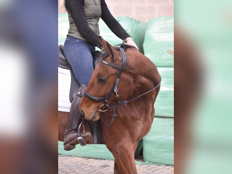 Altre razze Castrone 6 Anni 158 cm Baio in Achtmaal