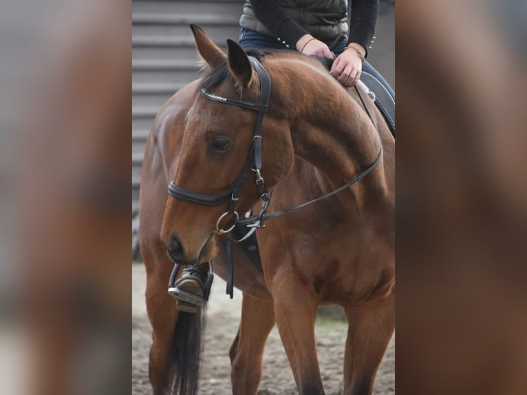 Altre razze Castrone 6 Anni 158 cm Baio in Achtmaal