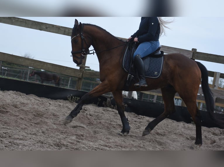 Altre razze Castrone 6 Anni 158 cm Baio in Achtmaal
