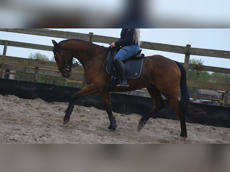 Altre razze Castrone 6 Anni 158 cm Baio in Achtmaal