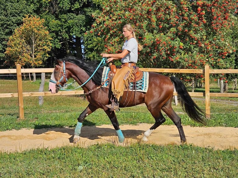 Altre razze Castrone 6 Anni 158 cm Baio in Linkenbach