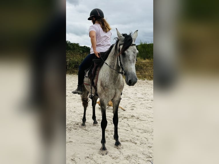 Altre razze Castrone 6 Anni 158 cm Grigio in Chailly-en-Bière
