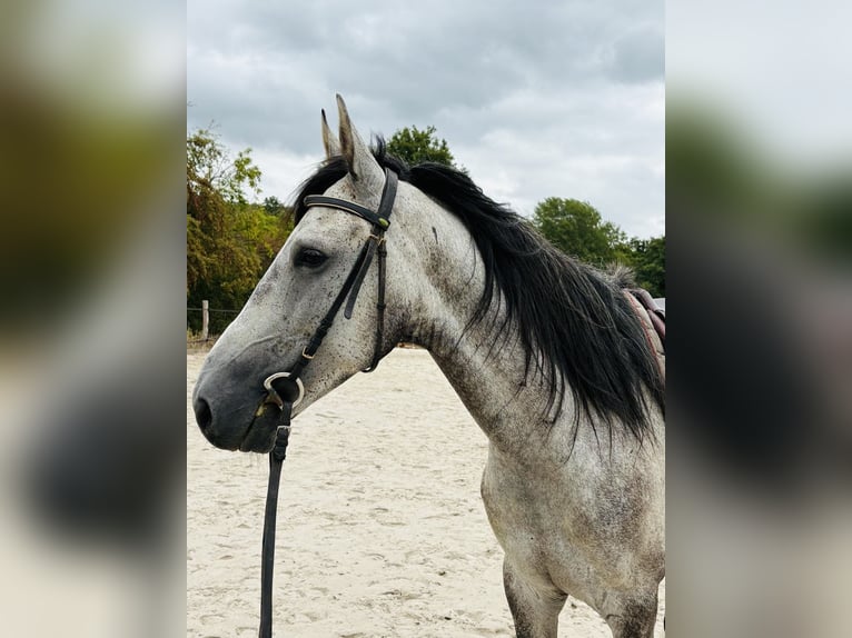 Altre razze Castrone 6 Anni 158 cm Grigio in Chailly-en-Bière