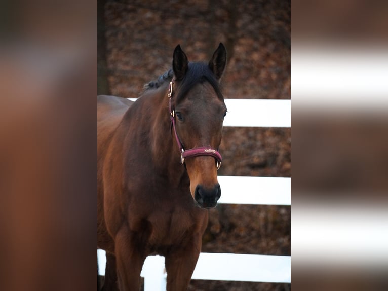 Altre razze Castrone 6 Anni 160 cm Baio in Nettersheim