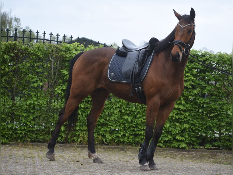 Altre razze Castrone 6 Anni 160 cm Baio in Achtmaal