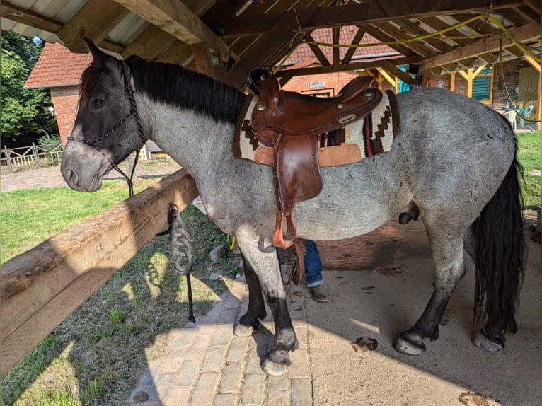 Altre razze Mix Castrone 6 Anni 160 cm Roano blu in Marklohe