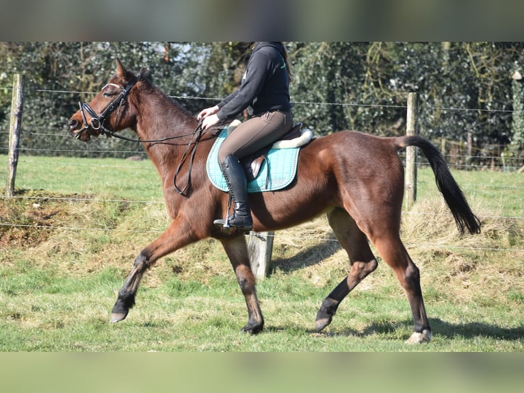 Altre razze Castrone 6 Anni 162 cm Baio in Achtmaal