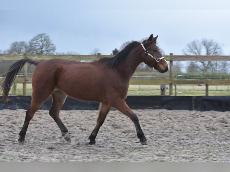 Altre razze Castrone 6 Anni 162 cm Baio in Achtmaal