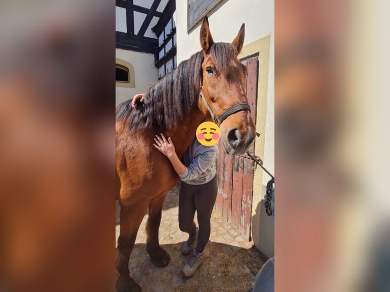 Altre razze Mix Castrone 6 Anni 163 cm Baio in Gelenau/Erzgebirge