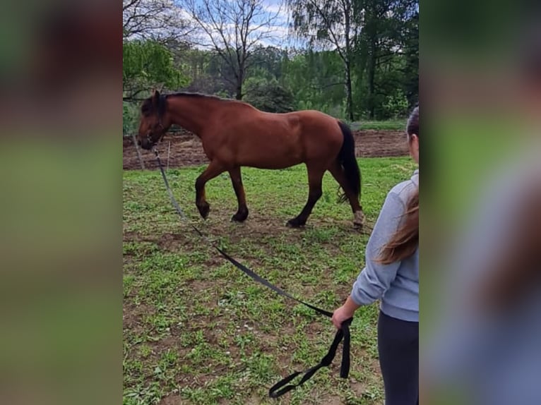 Altre razze Mix Castrone 6 Anni 163 cm Baio in Gelenau/Erzgebirge