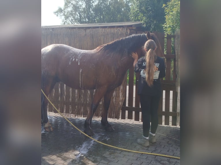 Altre razze Mix Castrone 6 Anni 163 cm Baio in Gelenau/Erzgebirge