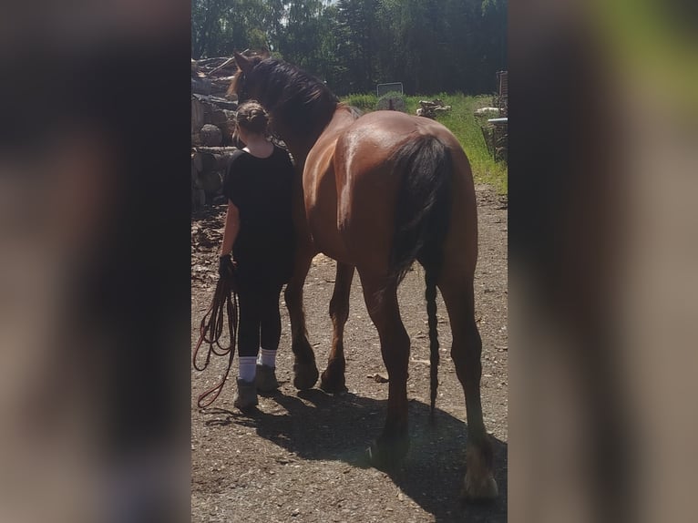 Altre razze Mix Castrone 6 Anni 163 cm Baio in Gelenau/Erzgebirge