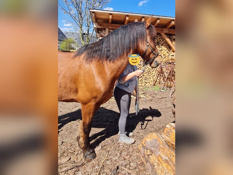 Altre razze Mix Castrone 6 Anni 163 cm Baio in Gelenau/Erzgebirge