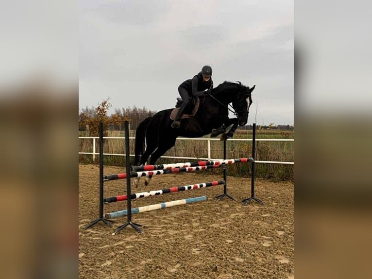 Altre razze Castrone 6 Anni 165 cm Morello in Pólko