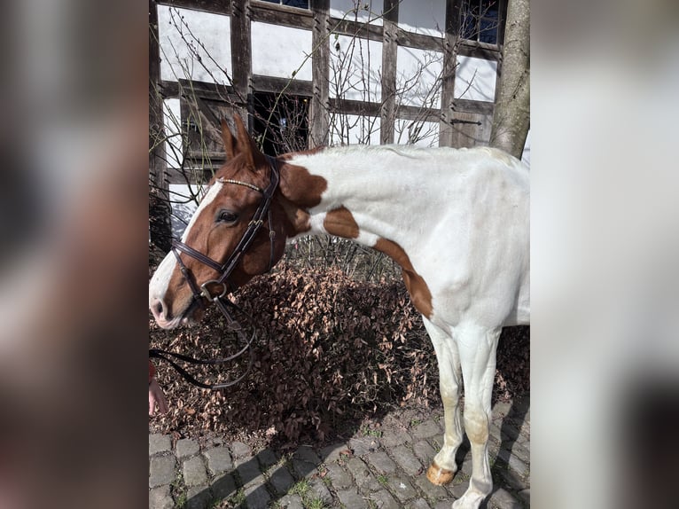 Altre razze Castrone 6 Anni 168 cm Pezzato in Osnabrück
