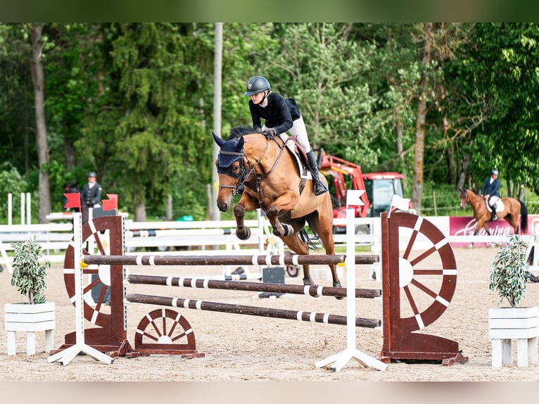 Altre razze Castrone 6 Anni 175 cm Baio in Tartu