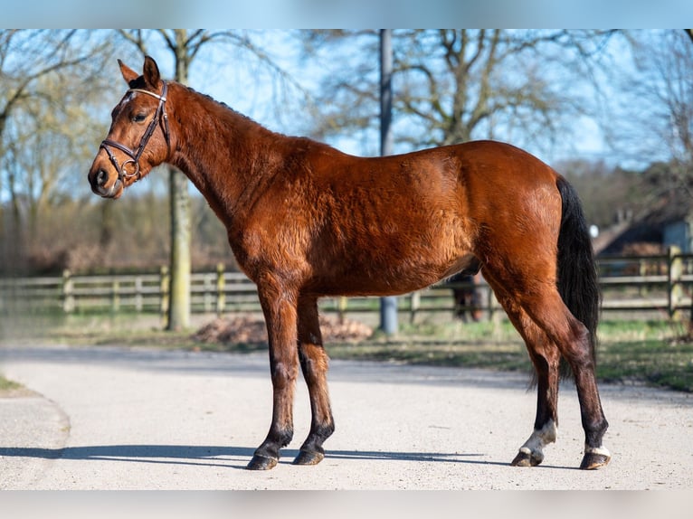 Altre razze Castrone 6 Anni in GROTE-BROGEL