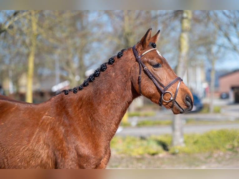 Altre razze Castrone 6 Anni in GROTE-BROGEL