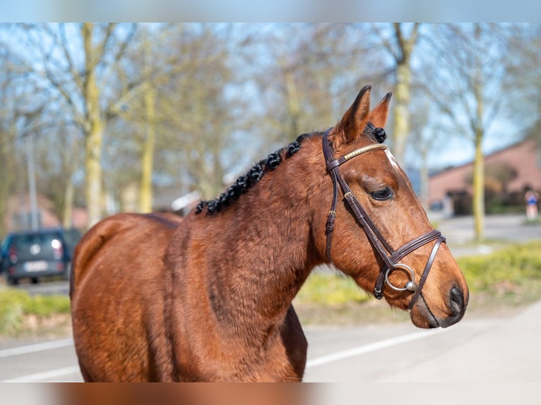 Altre razze Castrone 6 Anni in GROTE-BROGEL