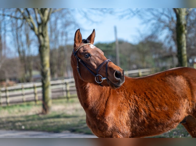 Altre razze Castrone 6 Anni in GROTE-BROGEL