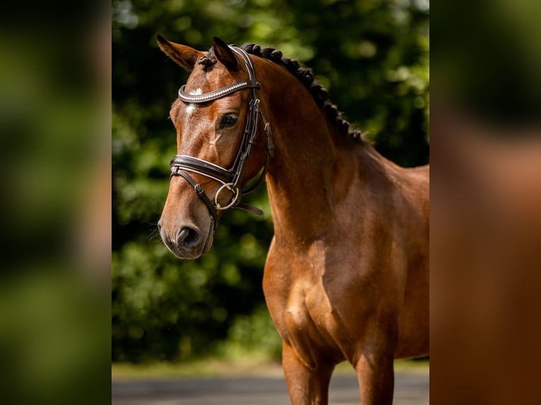 Altre razze Castrone 6 Anni in GROTE-BROGEL