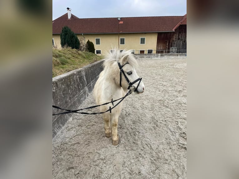 Altre razze Castrone 7 Anni 105 cm Pezzato in Haselbach