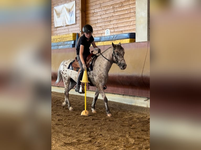 Altre razze Castrone 7 Anni 136 cm Leopard in AchstettenAchstetten