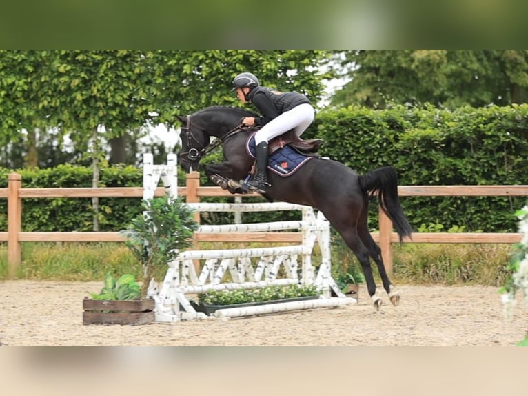 Altre razze Castrone 7 Anni 138 cm Morello in Oost West en Middelbeers